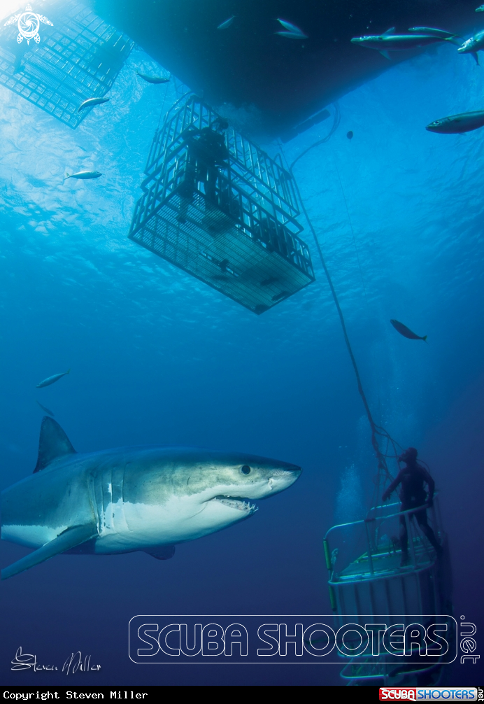A Great White Shark