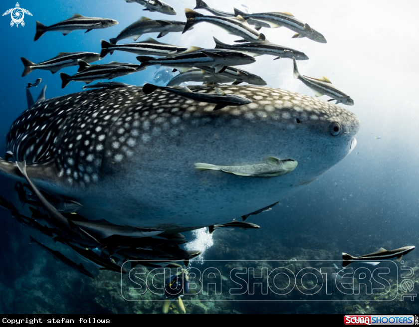 A Whale Shark