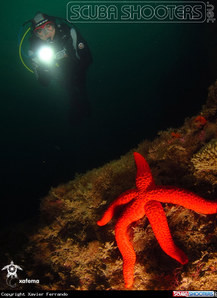 A underwater creature