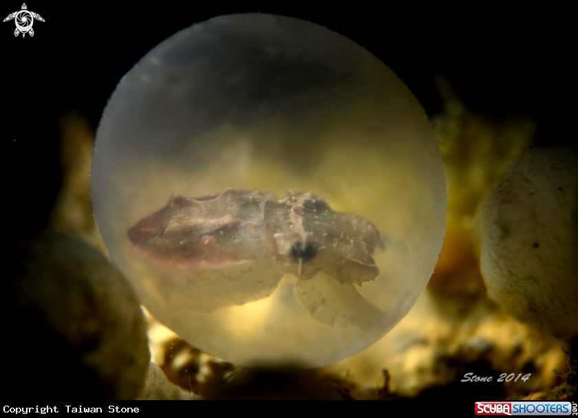 A Cuttlefish