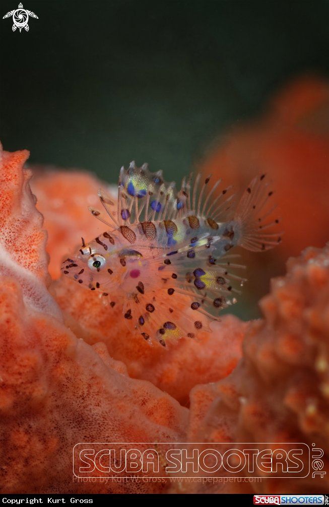 A Lion Fish Juv.