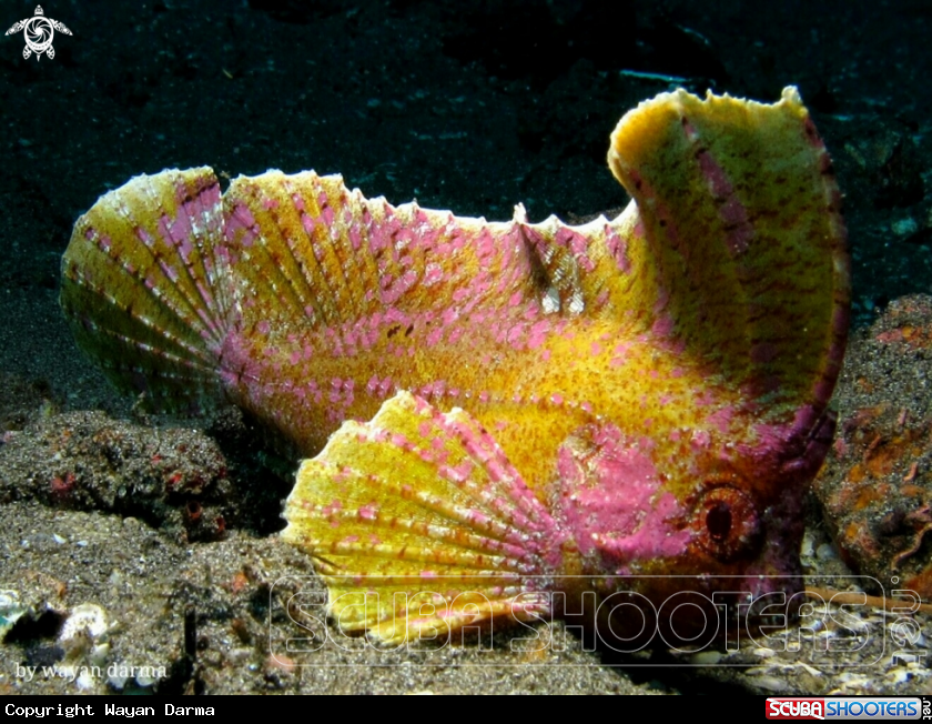 A Waspfish 