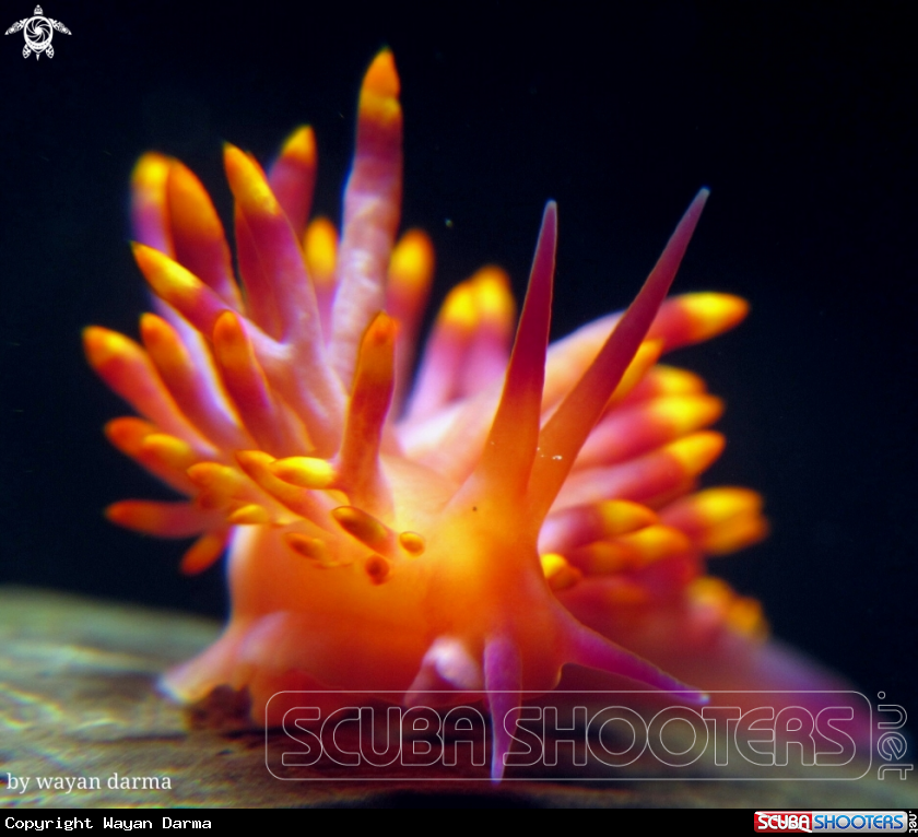 A Cuthona sibogae 