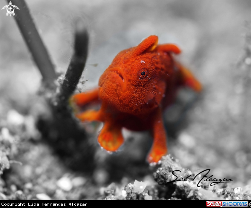 A juvenile frogfish