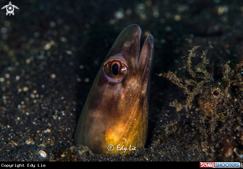 A Snake eel