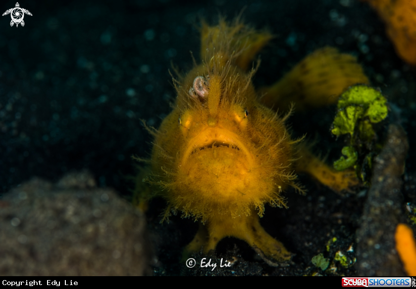 A Hairy Frog Fish
