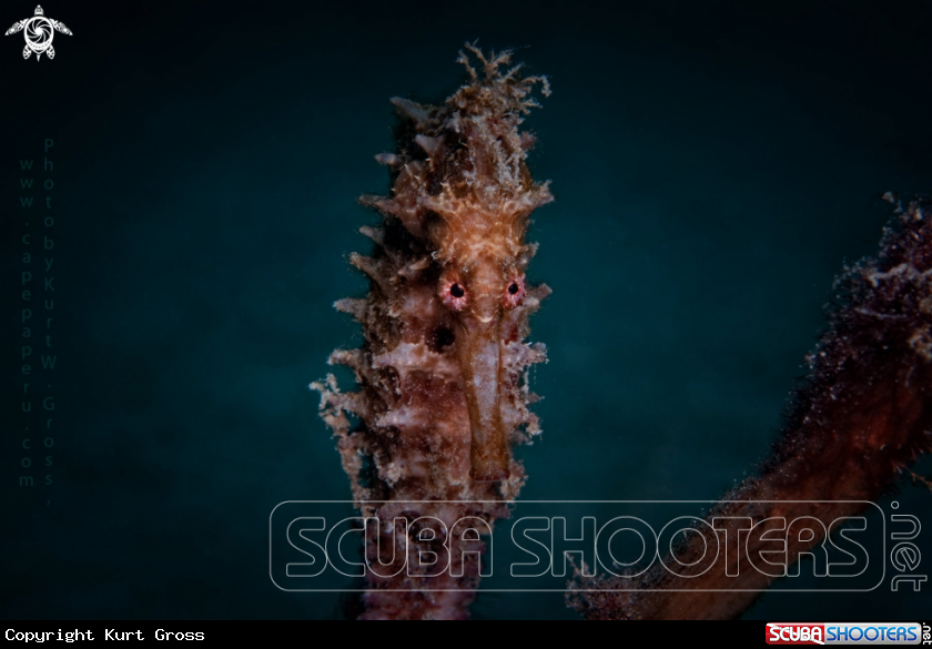 A Seahorse