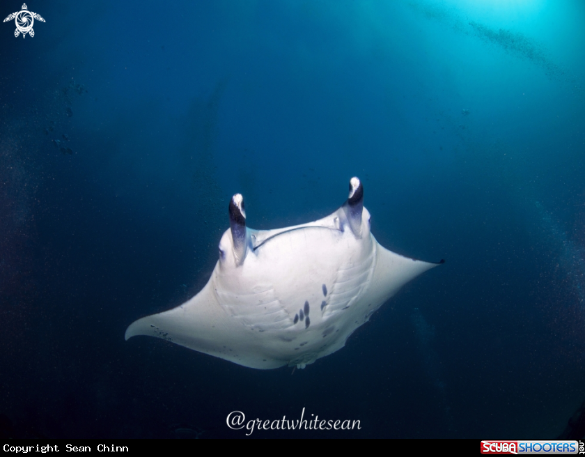 A Manta Ray