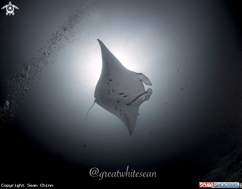 A Manta Ray