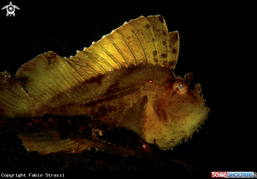A Leaf fish