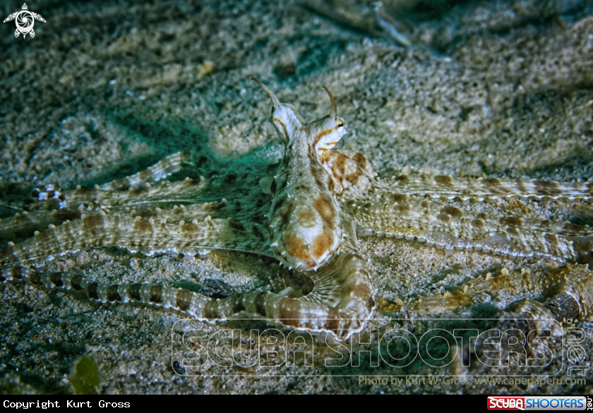 A Mimik Octopus
