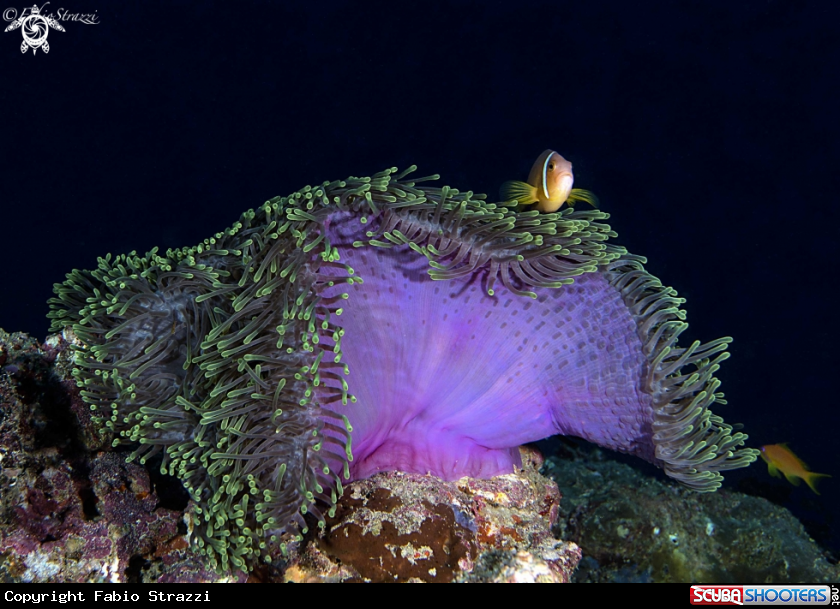 A Anemone fish