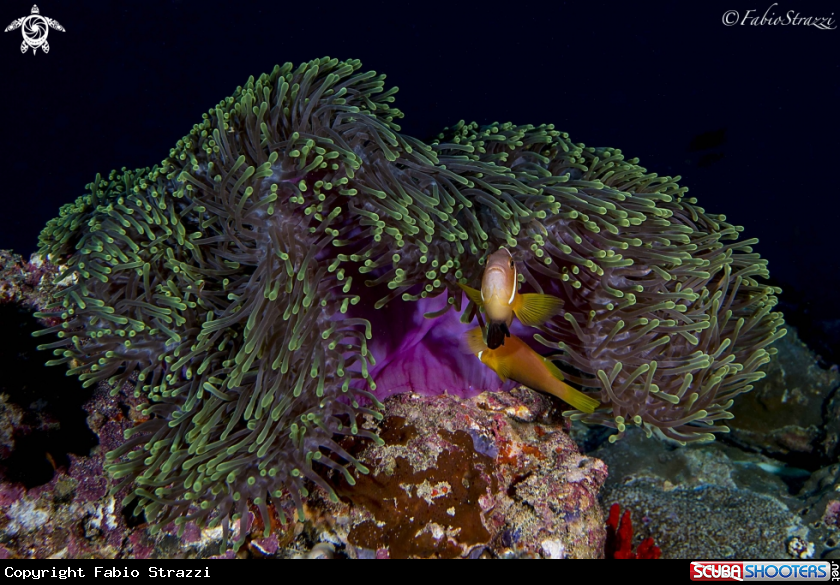 A Anemone fish