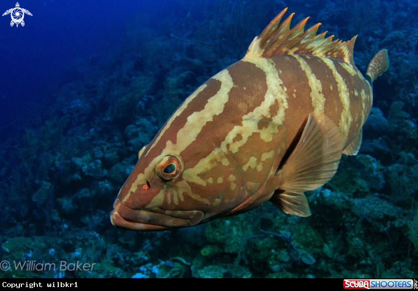 A Nassau Grouper