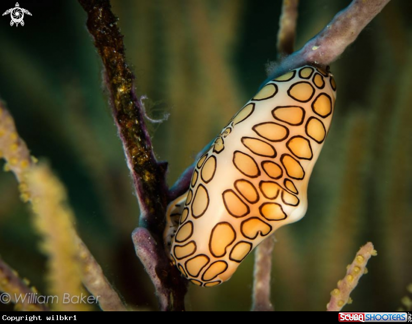 A Flamingo Tongue