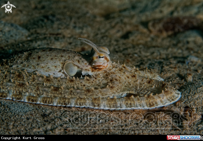 A Mimik Octopus