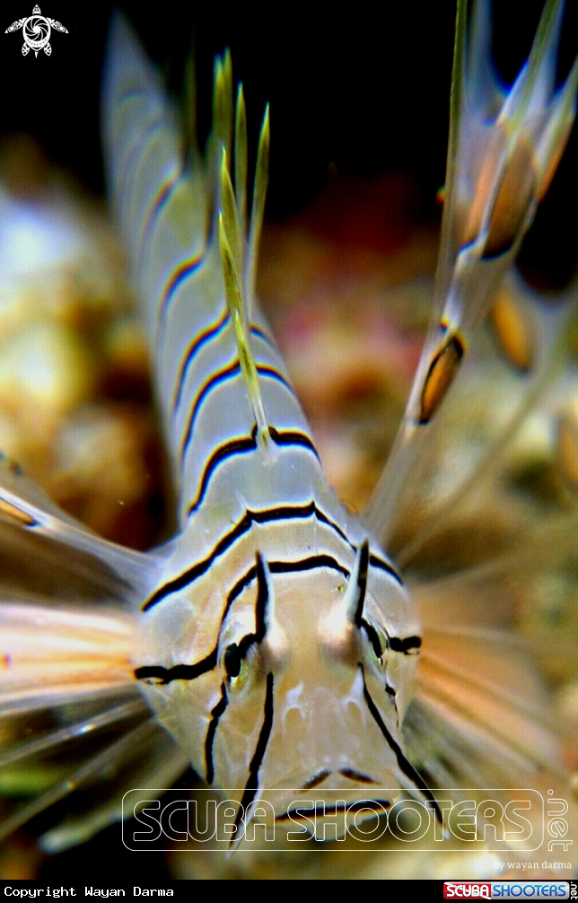 A Juvenile 