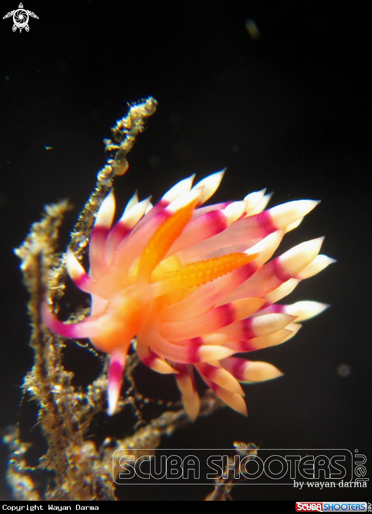 A Flabellina expotata 