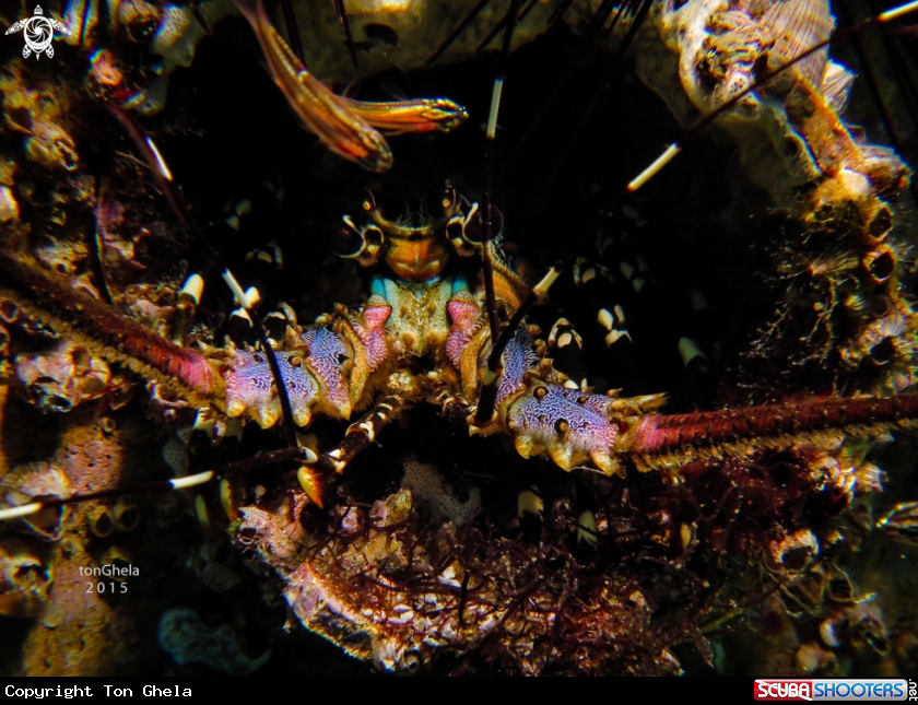 A Lobster