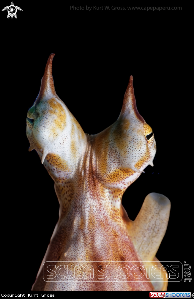 A Mimik Octopus