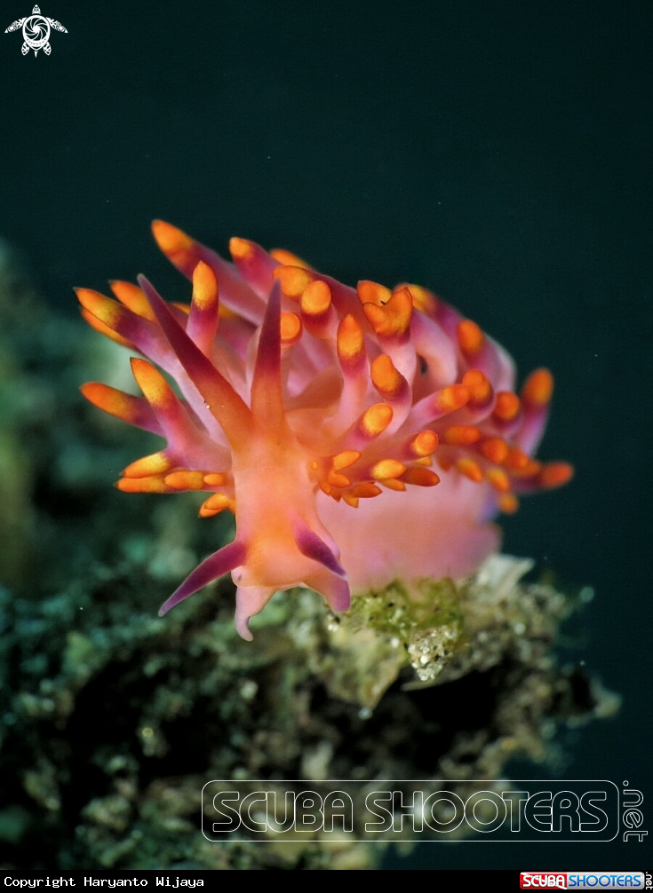 A Cuthona sibogae
