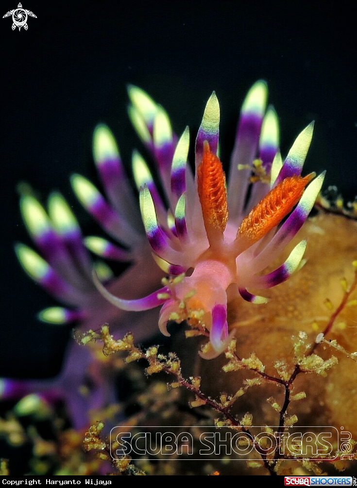 A Flabellina exoptata