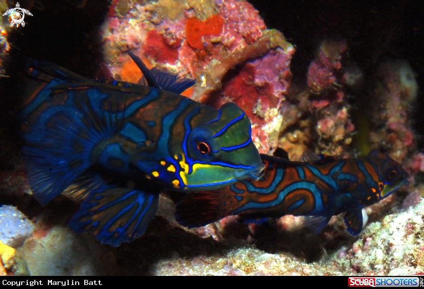 A Manderin Fish