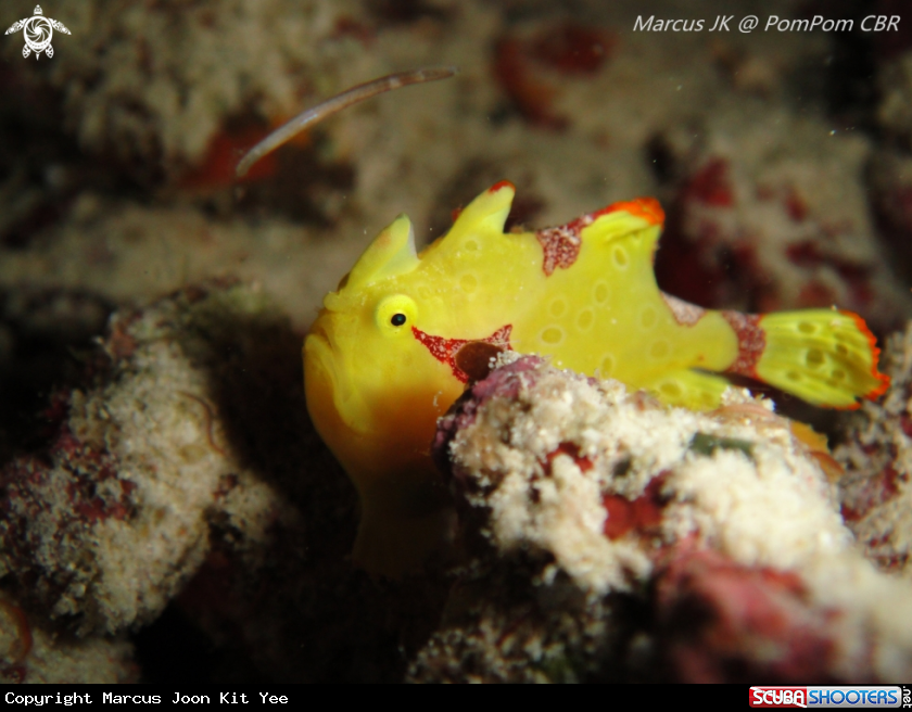 A Frog Fish