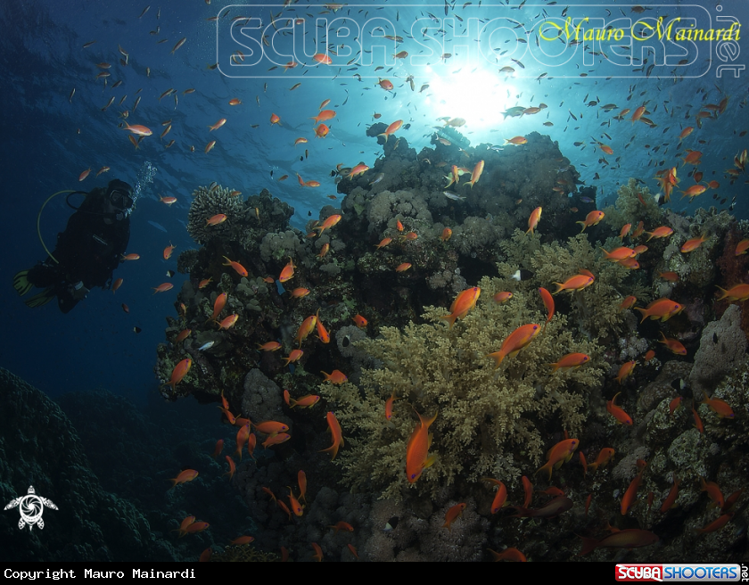 A Red sea reef