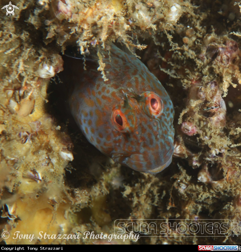 A Horned blenny