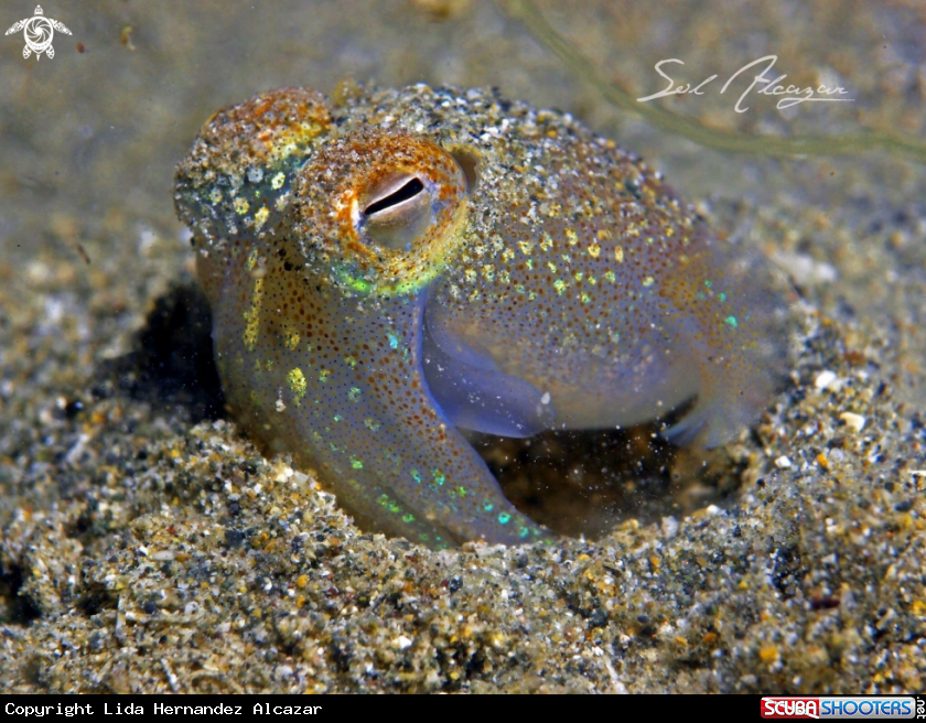 A Bobtail squid