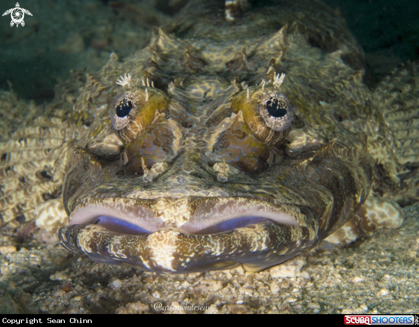 A Crocodile fish