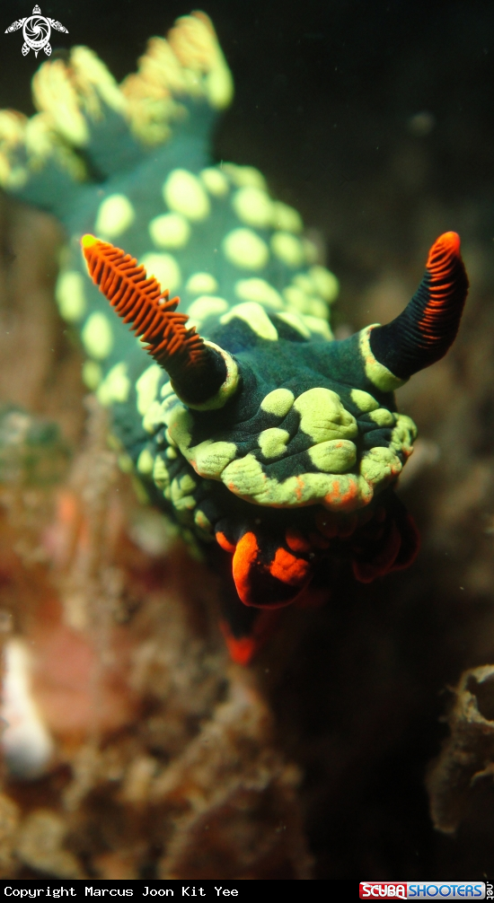 A NudiBrunch