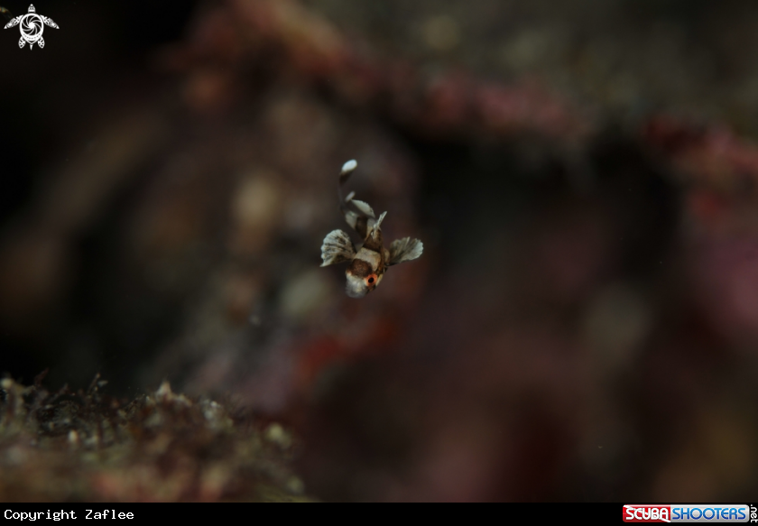 A Juvenile Sweet Lips