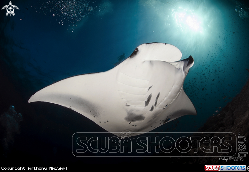 A snorkeler & the Manta