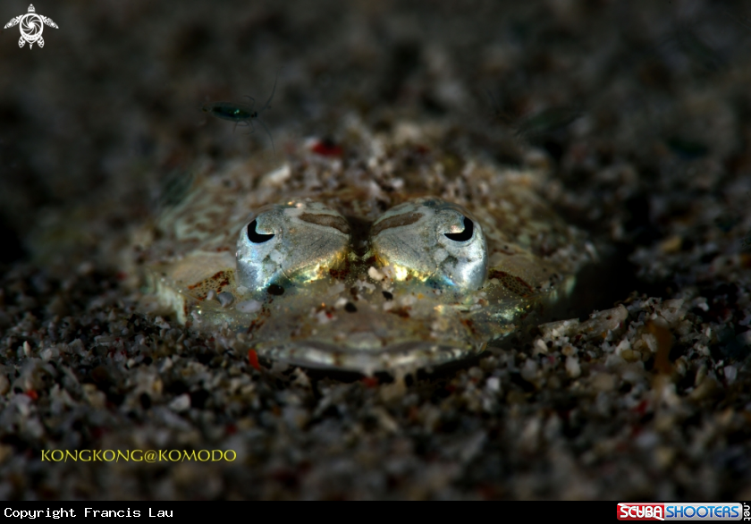 A Crocodile Fish