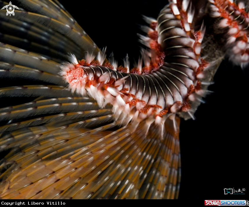 A vermocane su spirografo