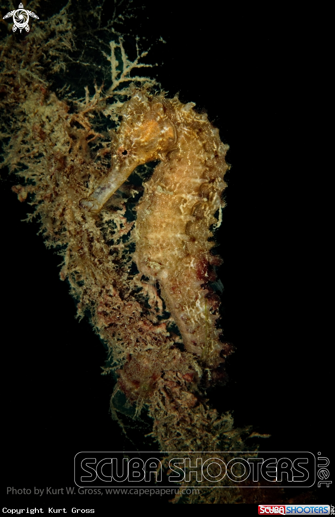 A Muluccas Seahorse