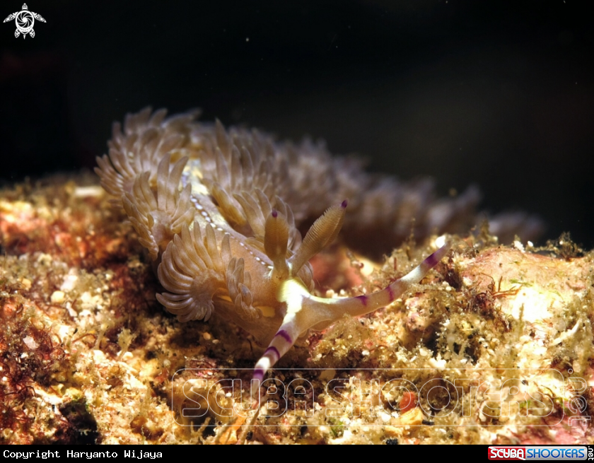 A dragon nudibranch