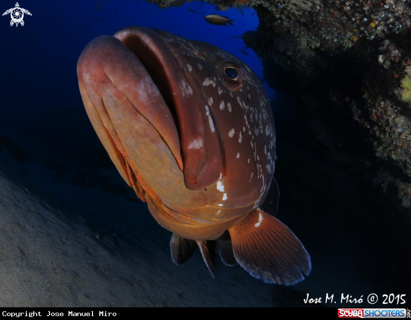 A Ephinephelus marginatus
