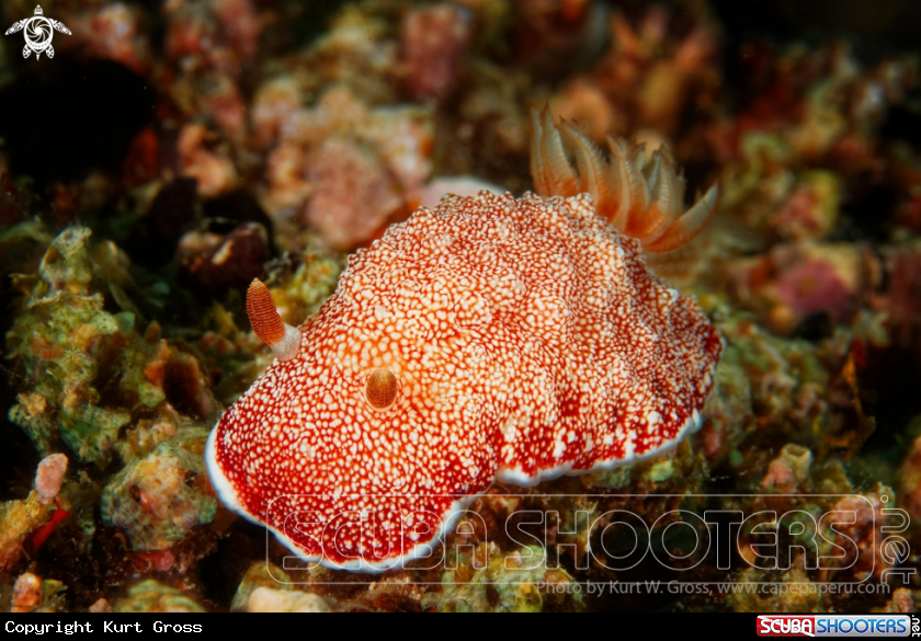 A Red nudi