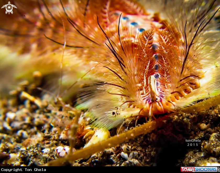 A Fireworm