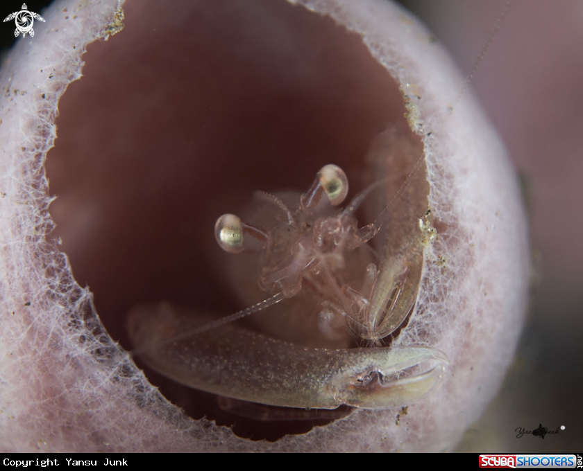 A tunacate Shrimp
