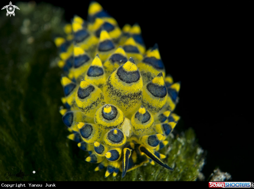 A Stiliger ornatus