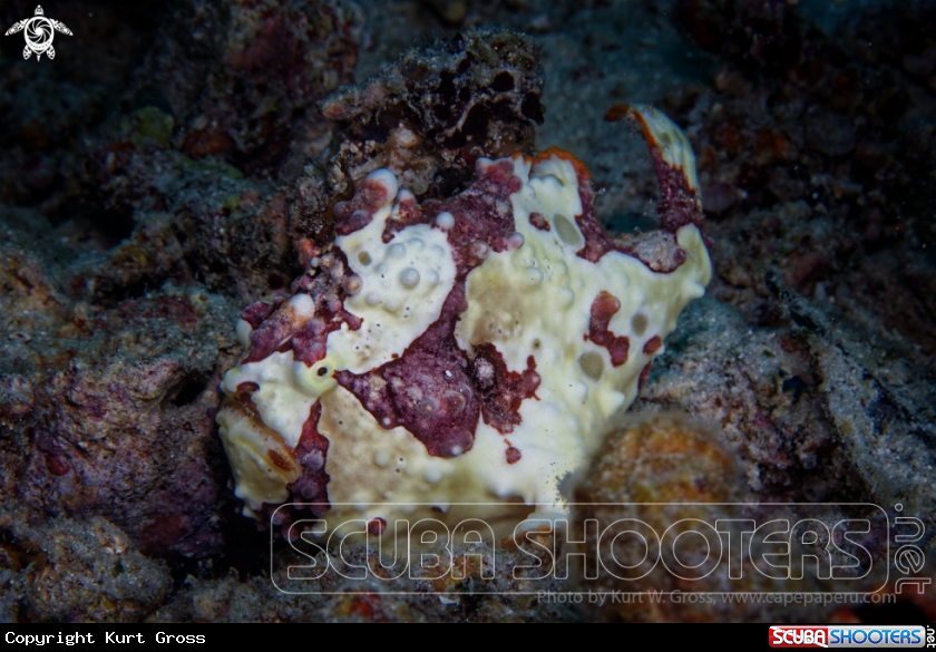 A Frogg Fish