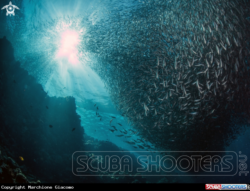 A Sardines