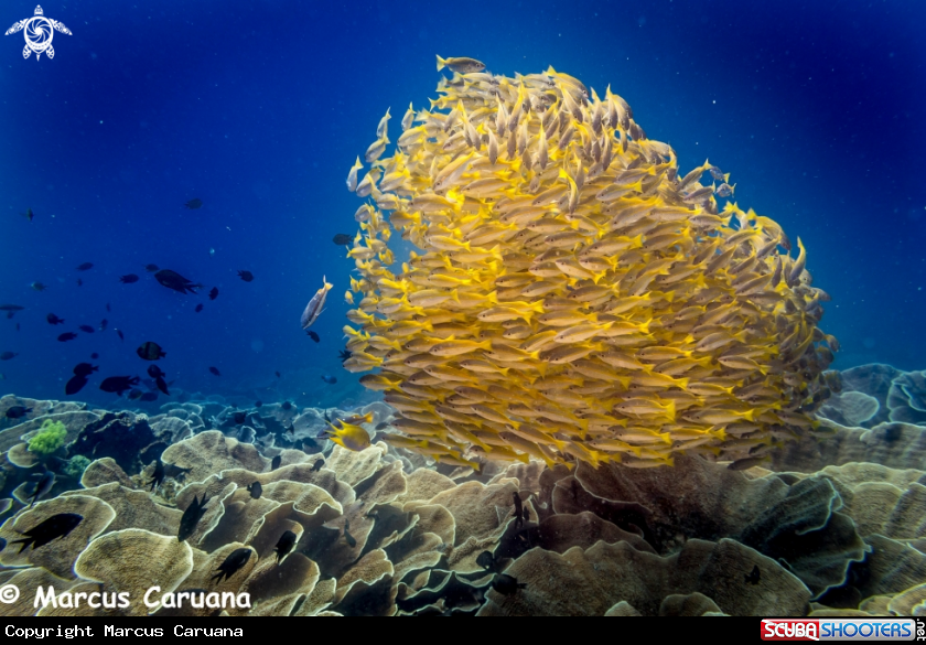 A Fish School