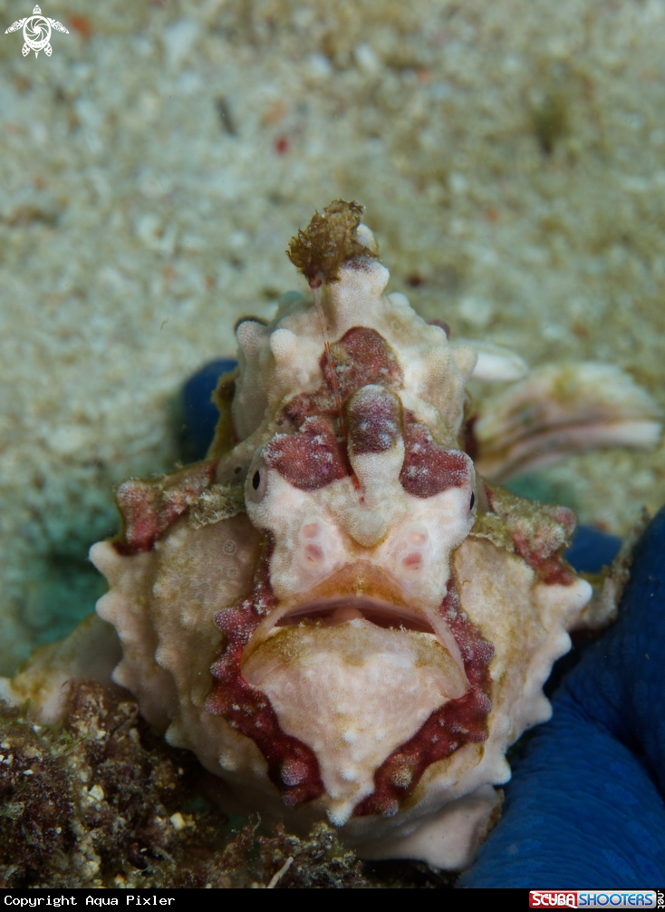 A Frog Fish