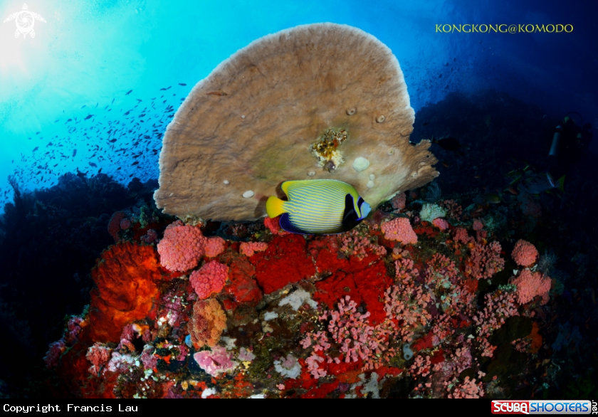 A Angelfish