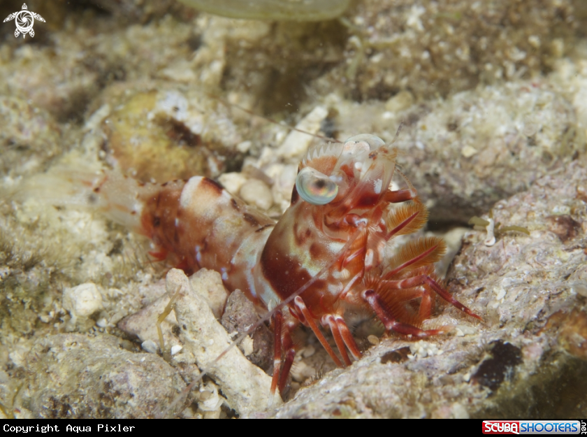 A Humpback Prawn